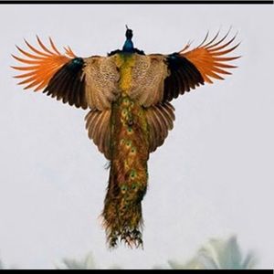 Meet your Posher, Troy